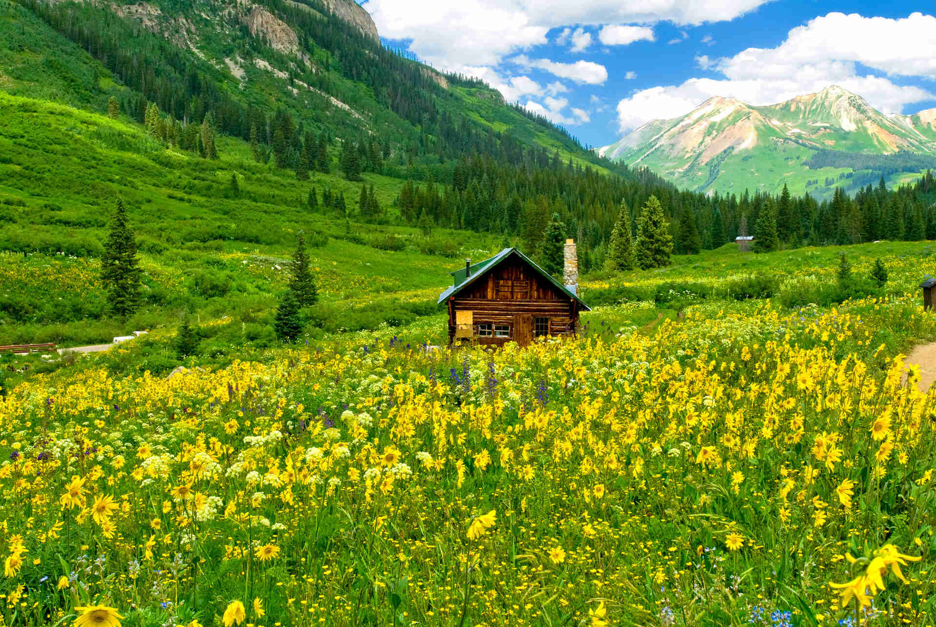 Wildflowers by Mt Crested Butte