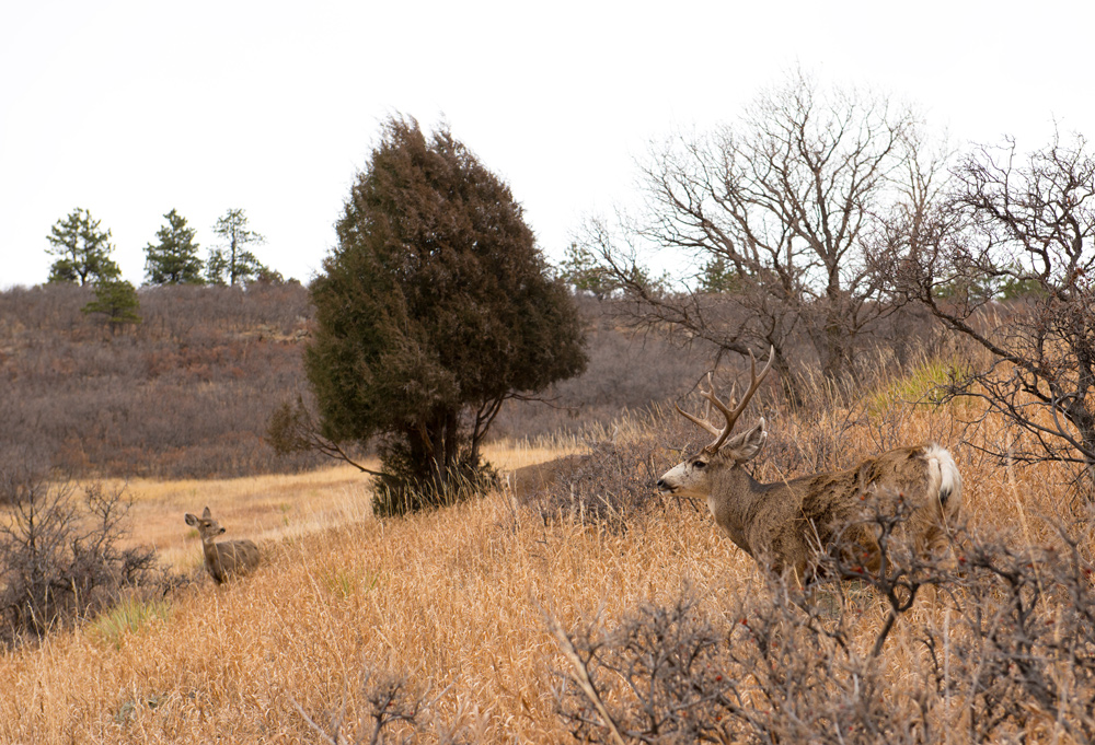Mule deer in Roxborough State Park in Winter